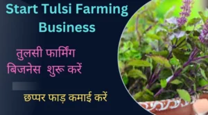 Start Tulsi Farming Business